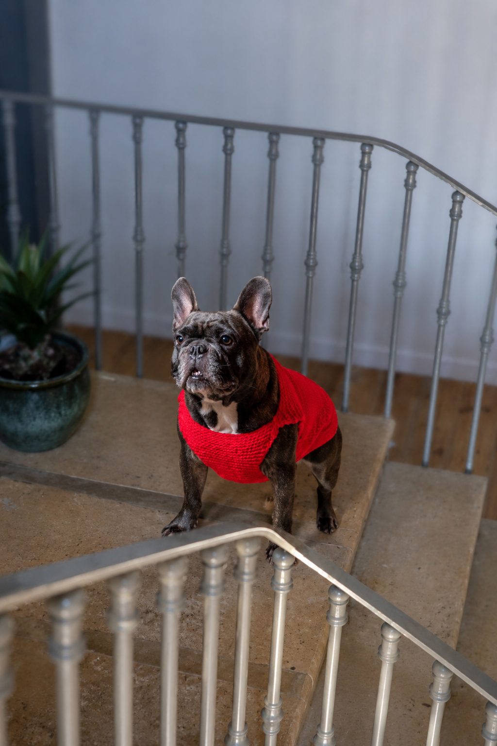PANCHO